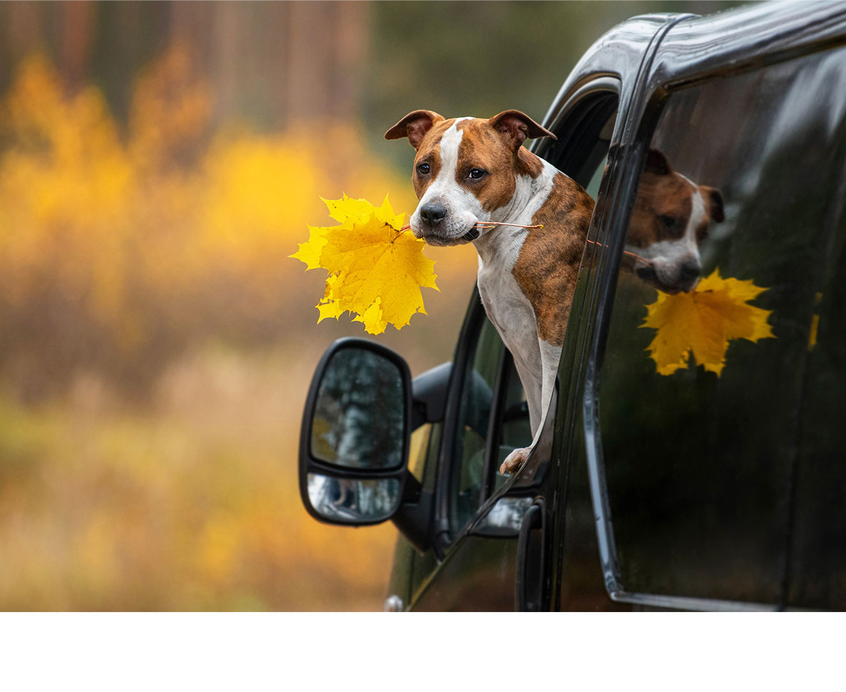 小学校が耳の聞こえないセラピー犬の誕生日会を開く