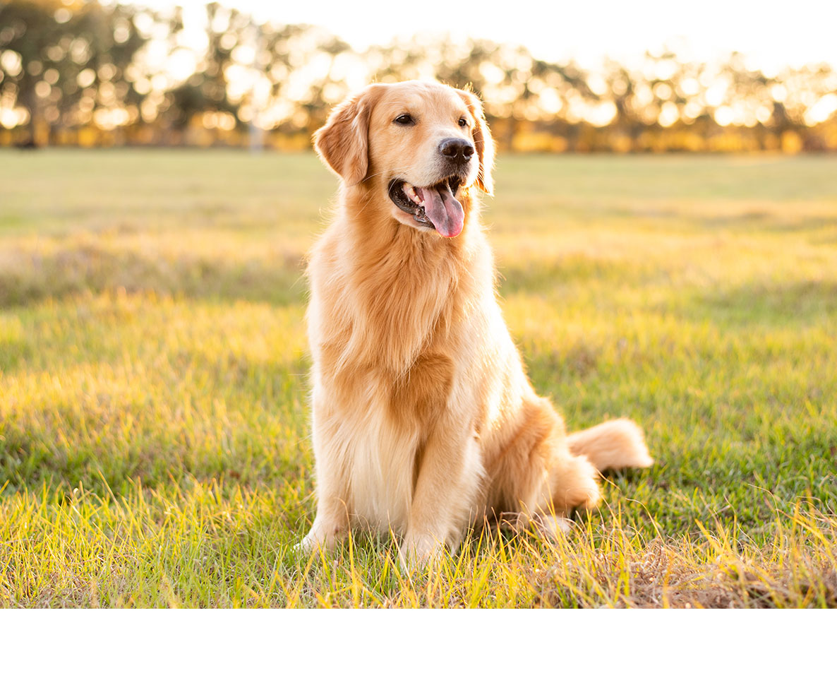 睡眠中、突然呼吸が止まった男性。犬のとっさの行動で命びろい