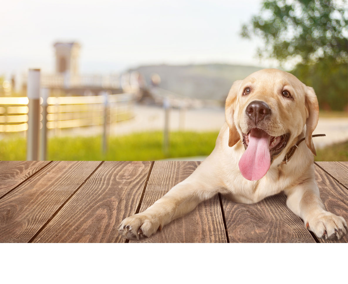 ペットカメラの意味を理解した愛犬がした迷惑行為がかわいい