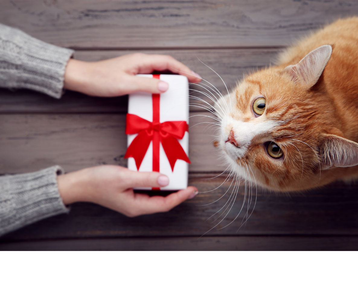 クリスマスの奇跡！2年間行方不明だった愛猫と感動の再会