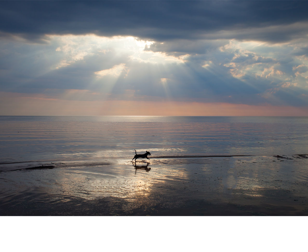 愛犬が年老いても、こんなふうに犬と余生を楽しみたい