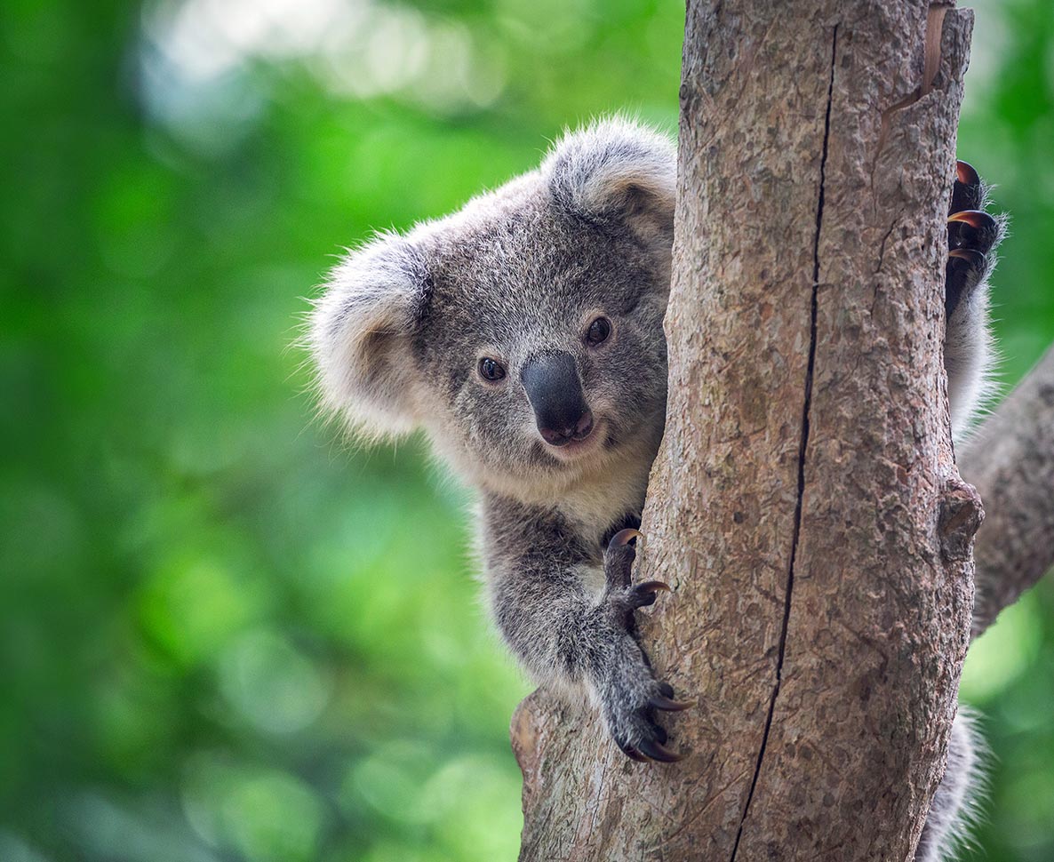 コアラがバスに無賃乗車？AIみたいなびっくり画像
