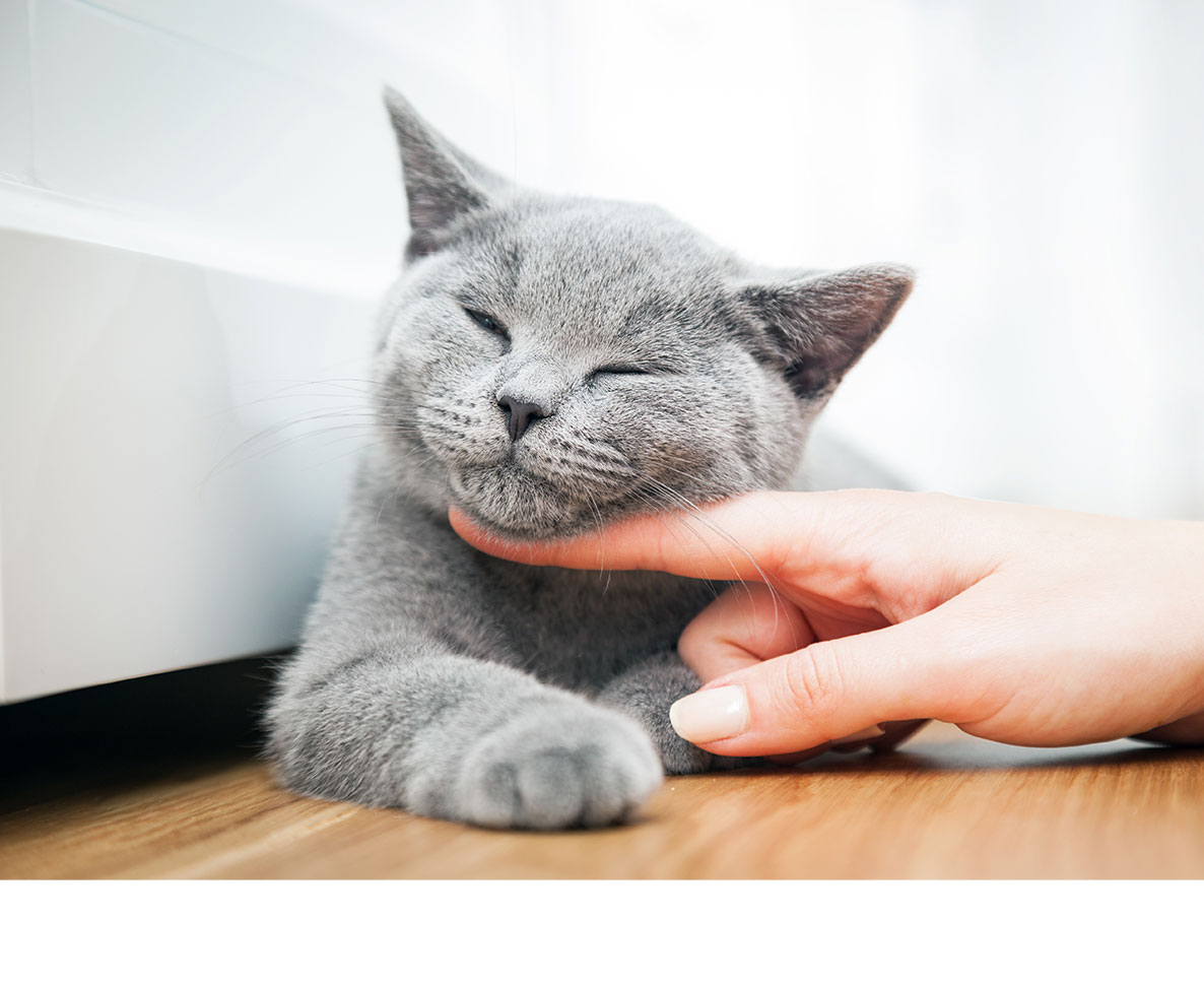 亡くなった母が残した愛猫が、家族の心の穴を埋める