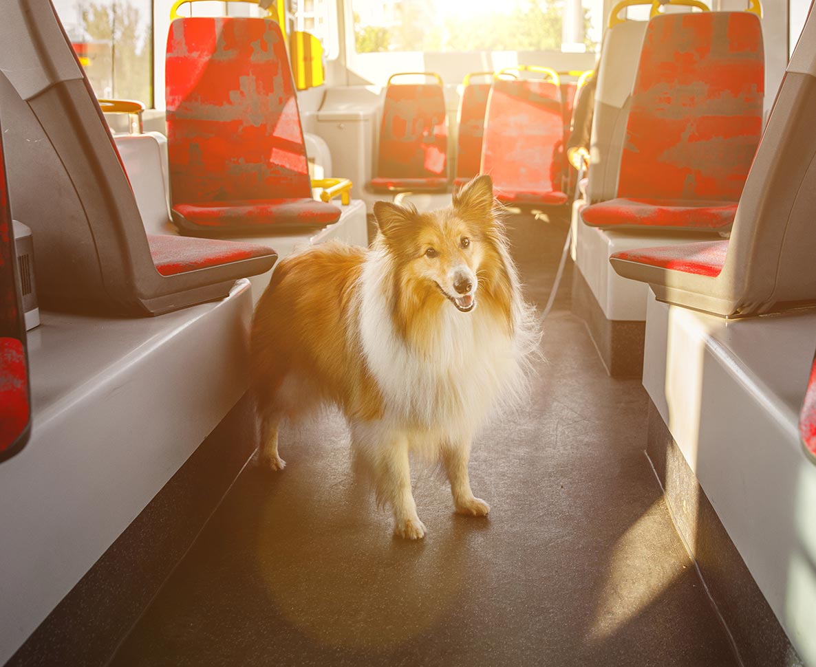 仕事に疲れた女性、ある事故が転機で「犬の保育園」を開く