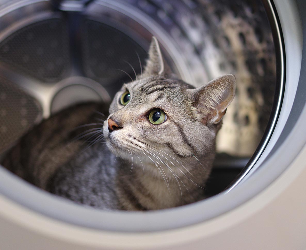 洗濯機から猫の叫び声。衣服と一緒に猫を洗ってしまった