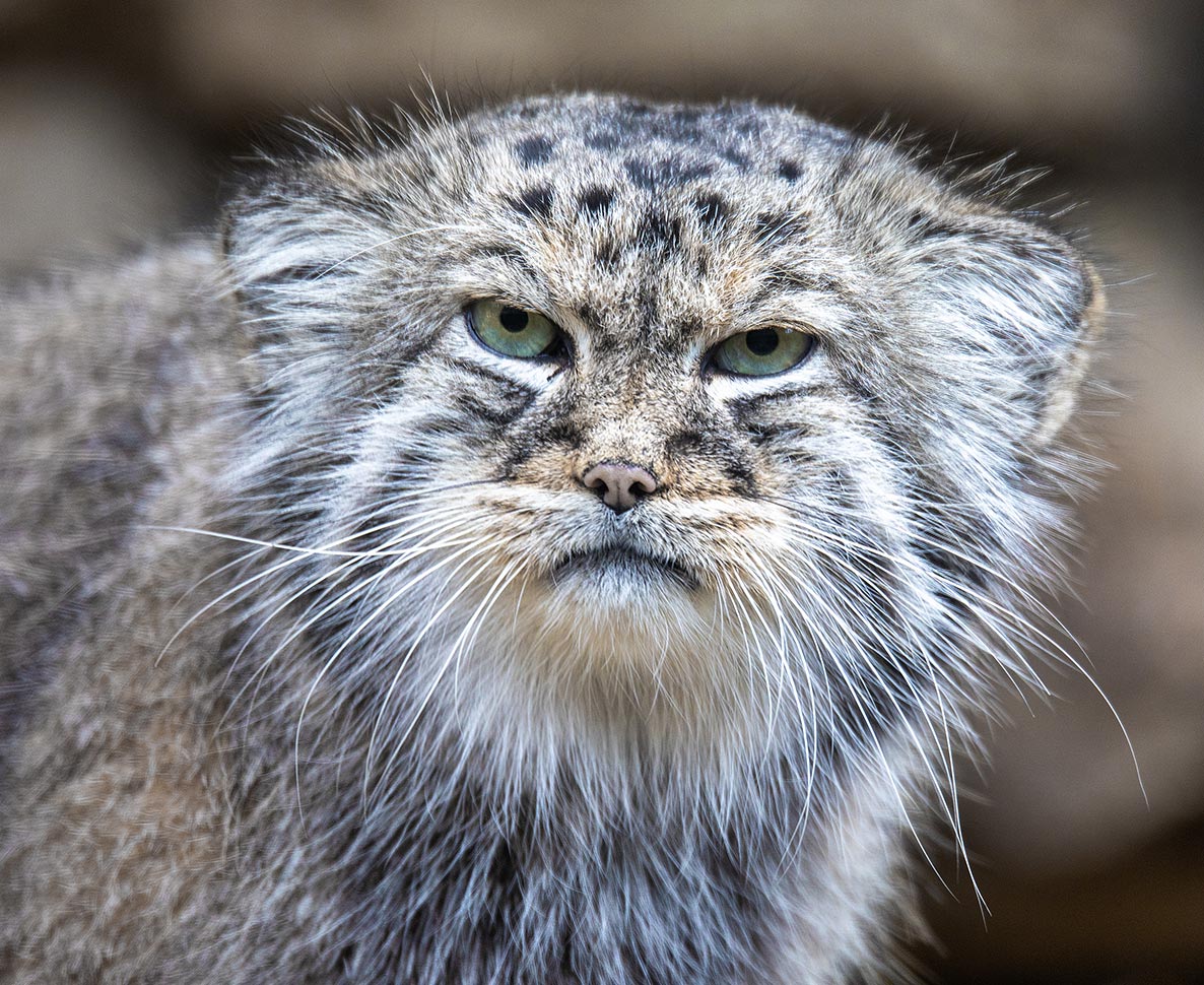 ヒマラヤの雪山で暮らす世界一「不機嫌な顔」のネコ