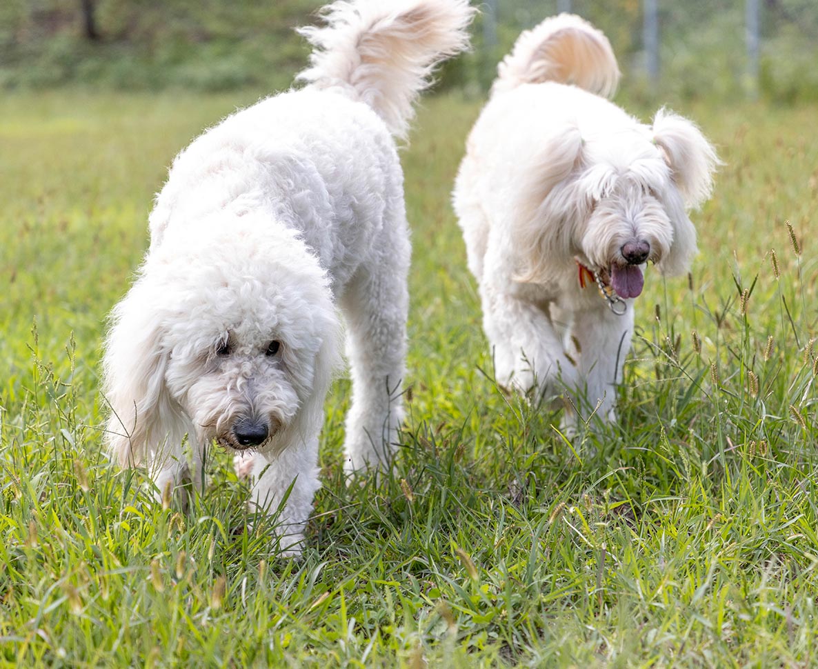 無責任すぎ！空港で愛犬を置き去りにした女性