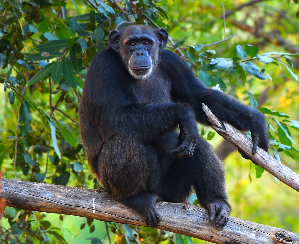 来園者に挑発されて怒ったボノボが動物園のガラスを破損