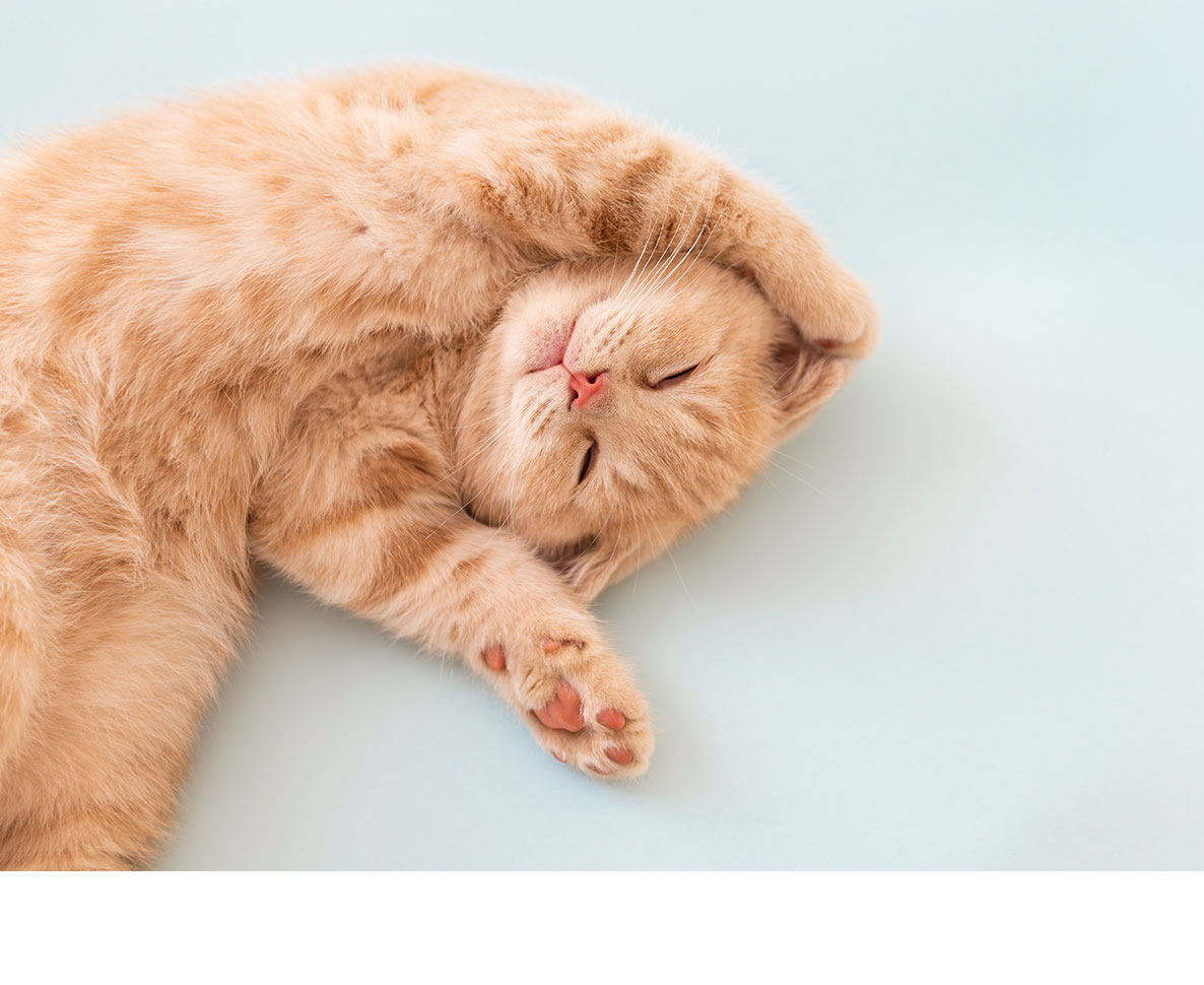 飼い主がつくった愛猫のための「アパート」が異次元のかわいさ