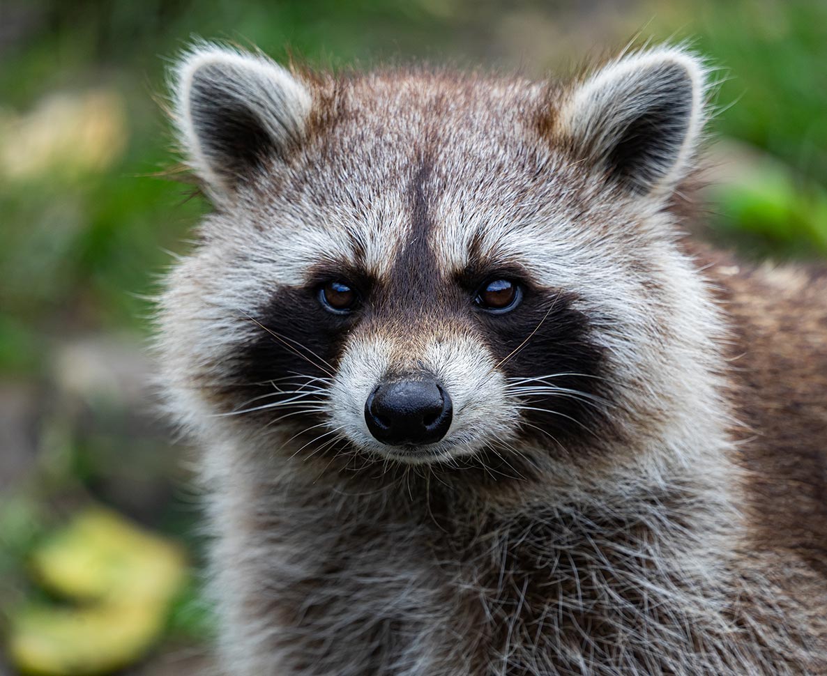 アライグマを飼いたい！高まる要望にテネシー州が法案改正へ