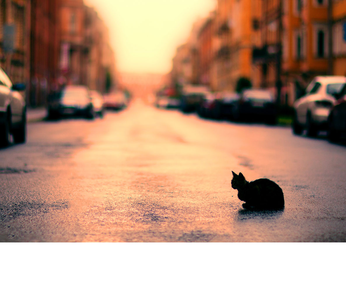 獣医も驚いた、風船のように全身が膨れた子猫