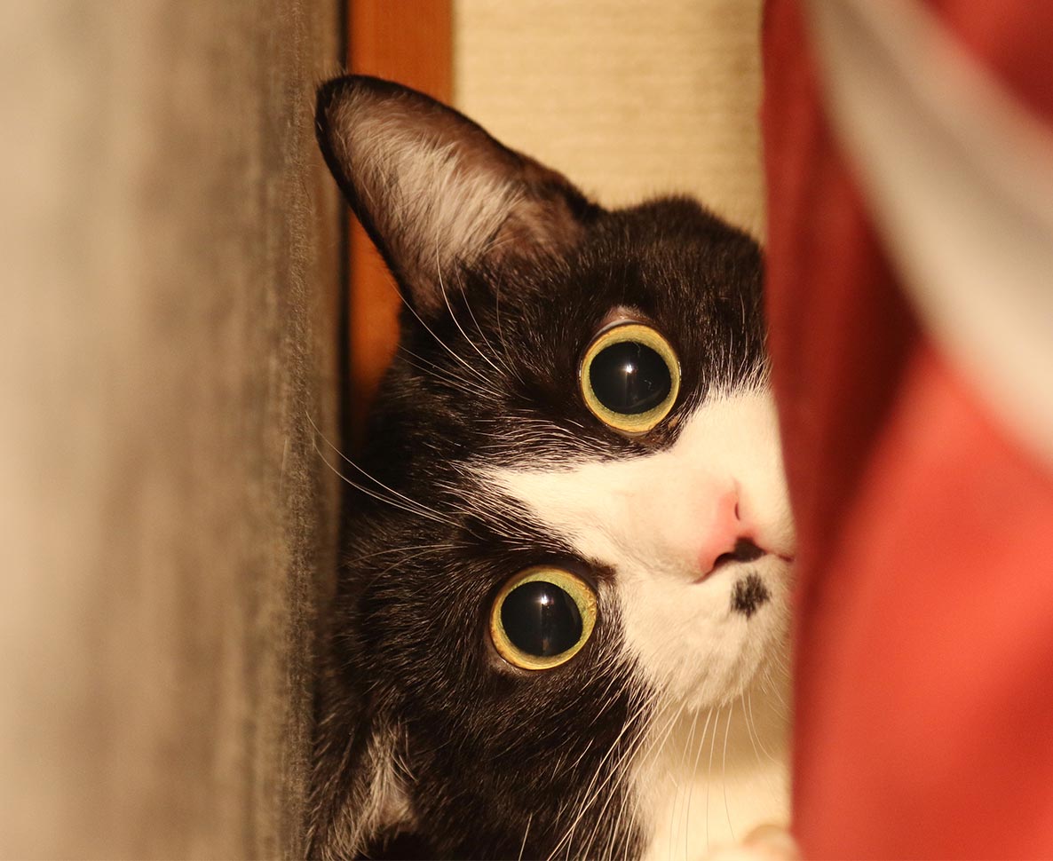 壁10センチのすき間にはまって動けない猫…救出後まさかの展開