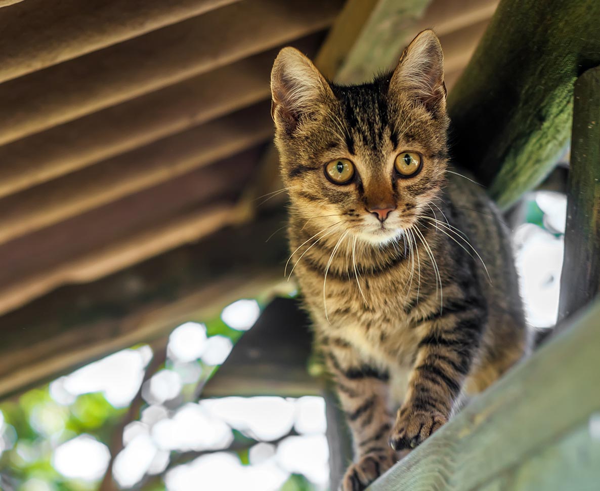 愛猫に作ったツリーハウスがまるで絵本の世界