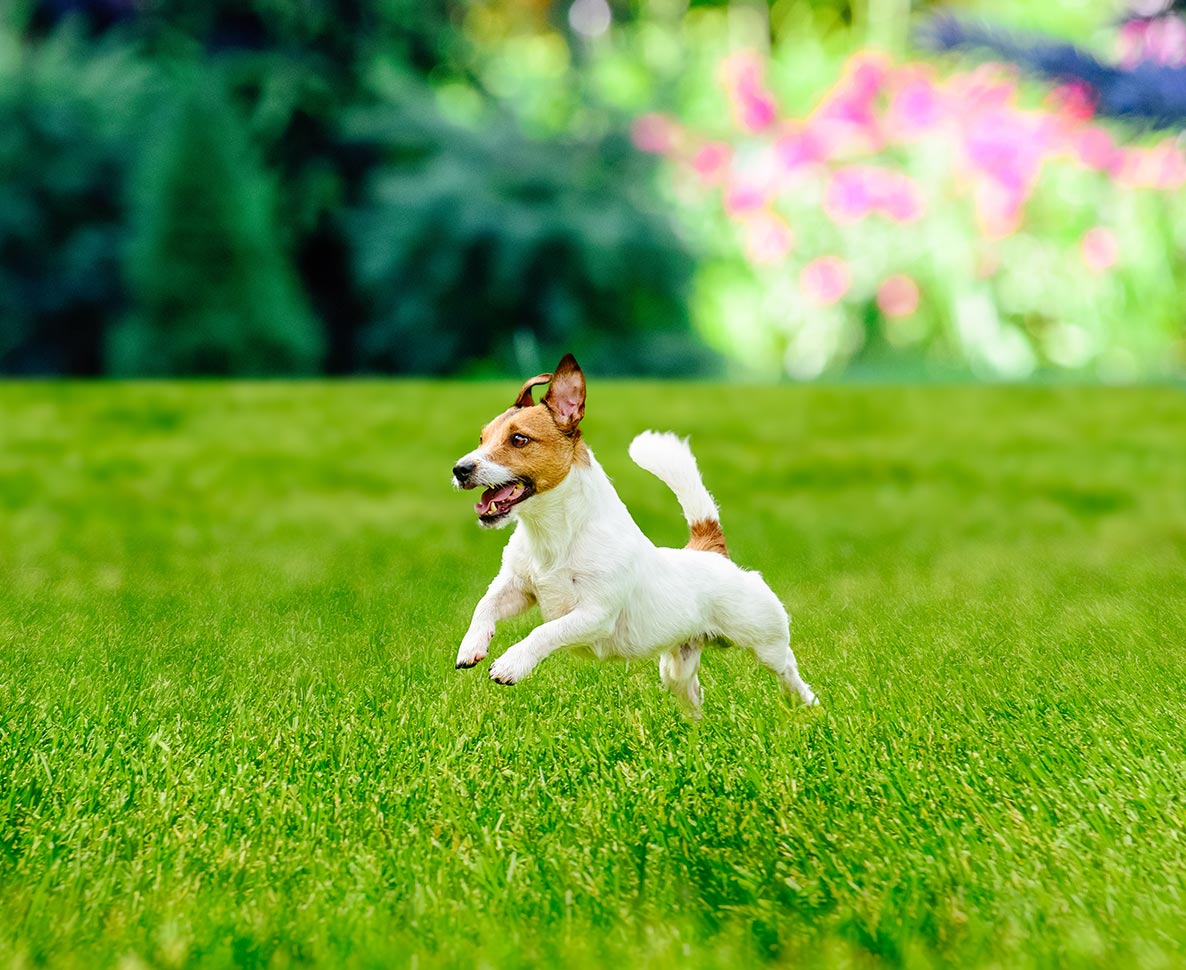 子と母親がタッグを組み、他人の家の犬を盗む