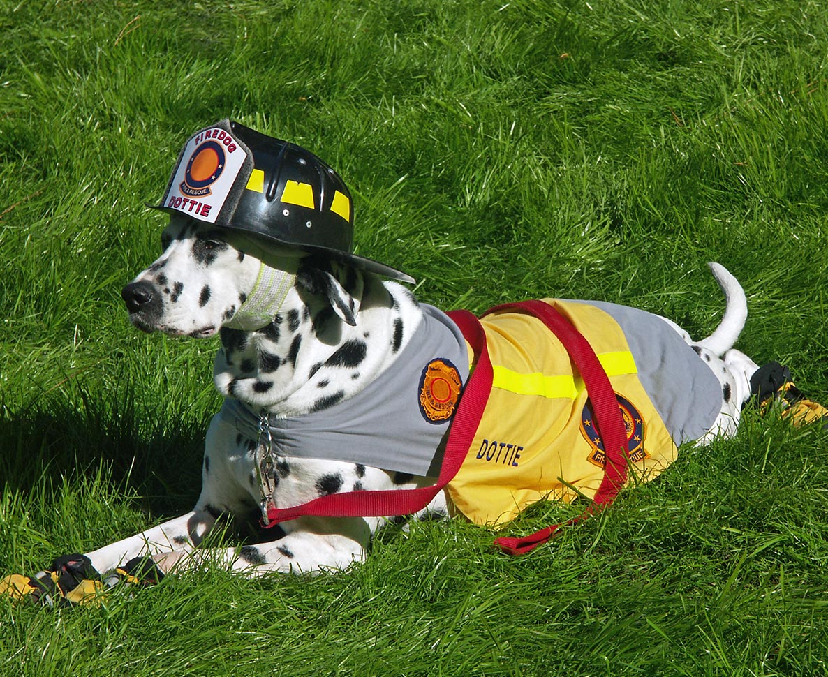 保護犬だったダルメシアンが消防署のアイドルに