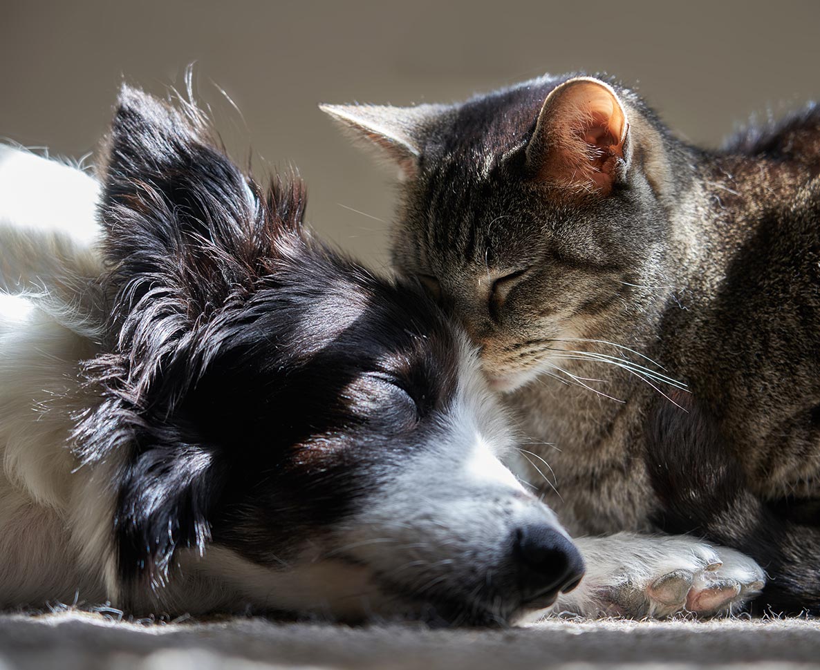 毎日老犬に優しくマッサージする猫の深い愛