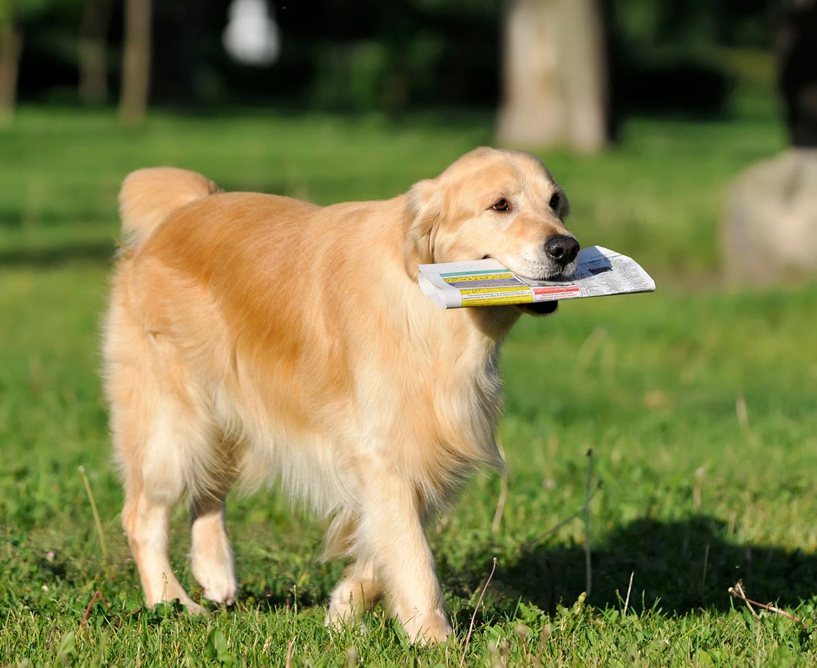 盲目になっても郵便受けから新聞を取りに行く日課を続ける老犬
