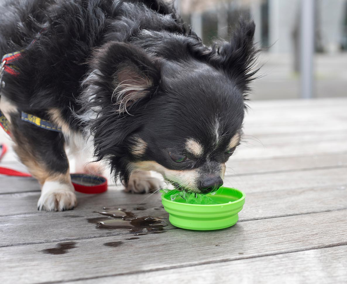 犬の熱中症対策、皮膚や毛を紫外線から守る「日焼け止め」も大事