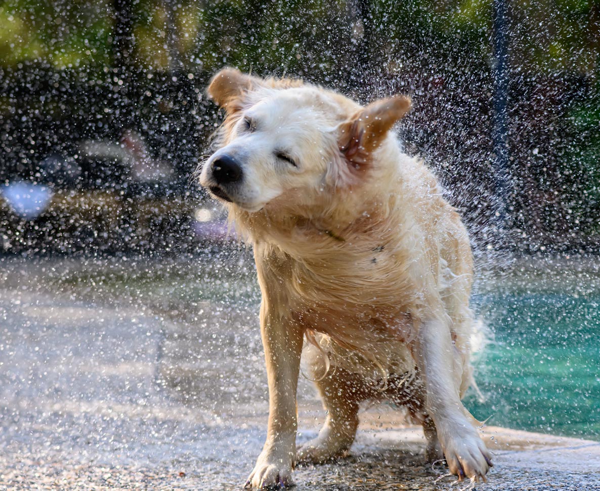 ゴルフ場の池に落ちたのはボールではなく迷子の犬