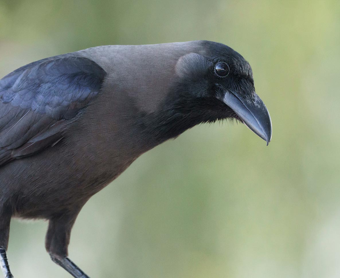 カラスと過ごした2年間が教えたくれた大切なもの