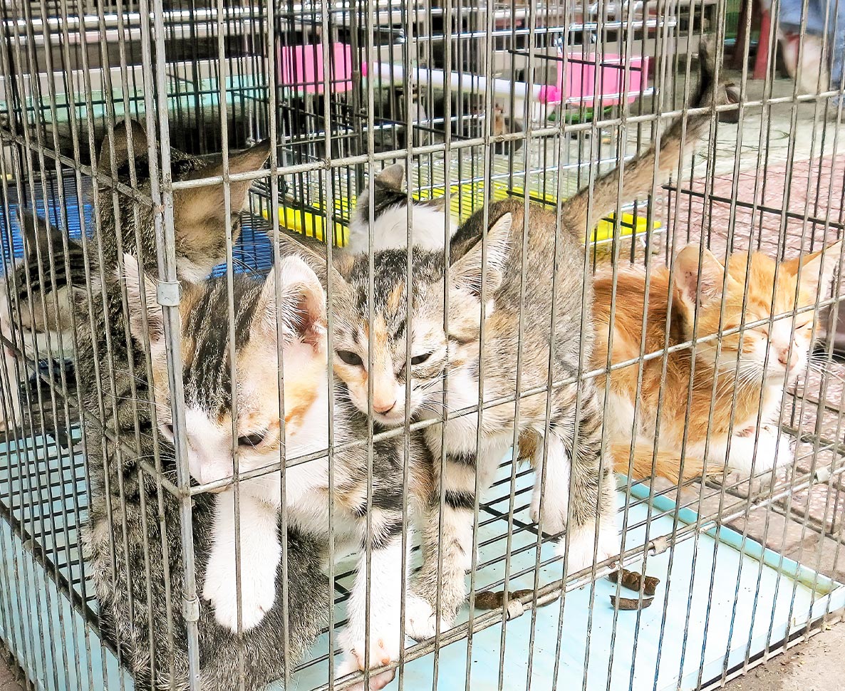 なかには盗まれたペットも。ベトナムで400匹以上の猫を闇取引から救出