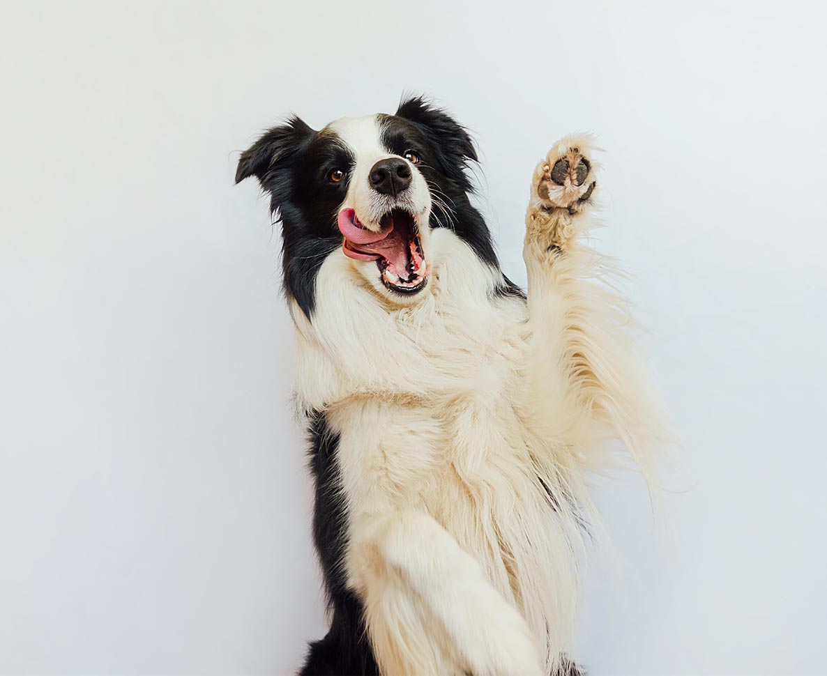 あなたの犬の「利き足」はどっち？研究による見分けかた
