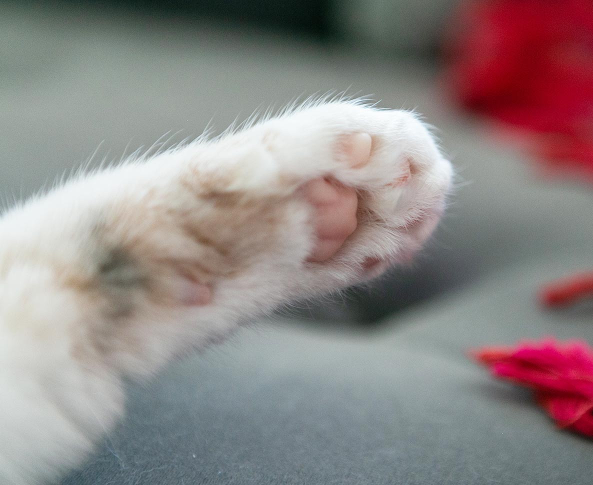 ダンボール車椅子で懸命に歩く子猫に、最高のプレゼントが届く