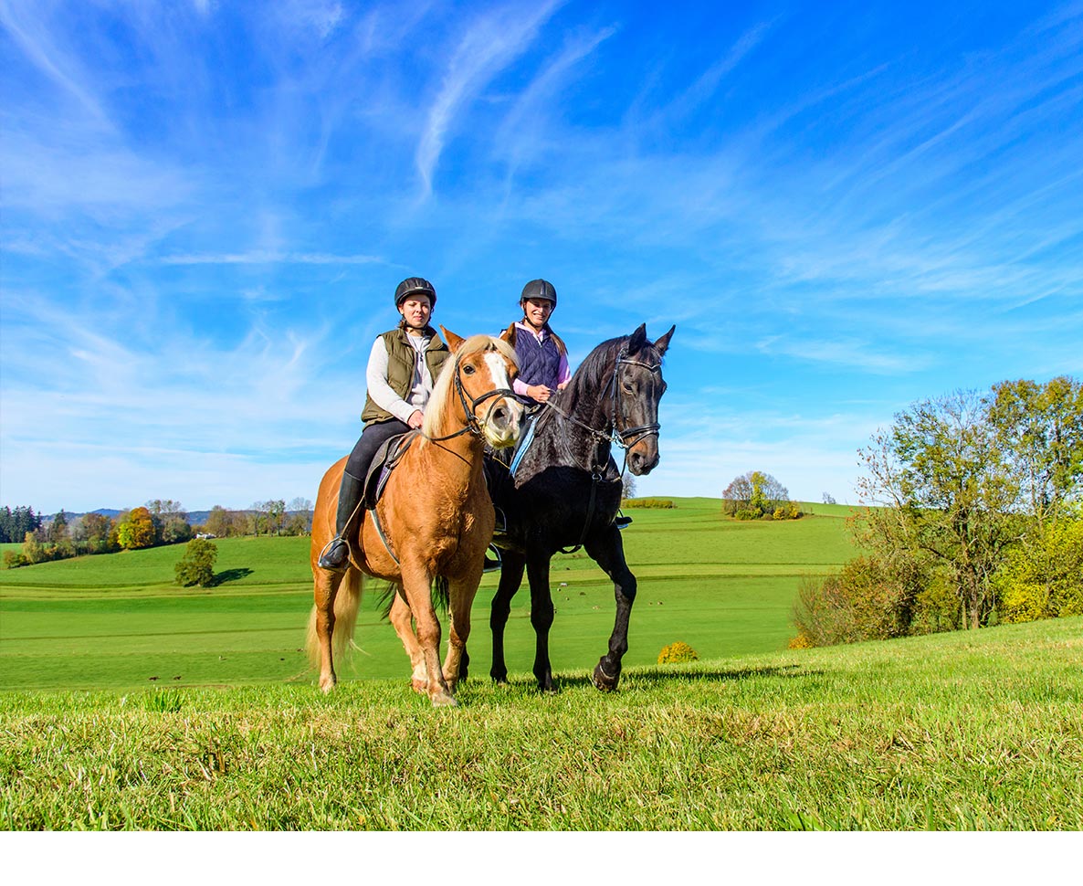 希少な見た目ゆえに盗まれた馬が、8年ぶりに飼い主のもとへ