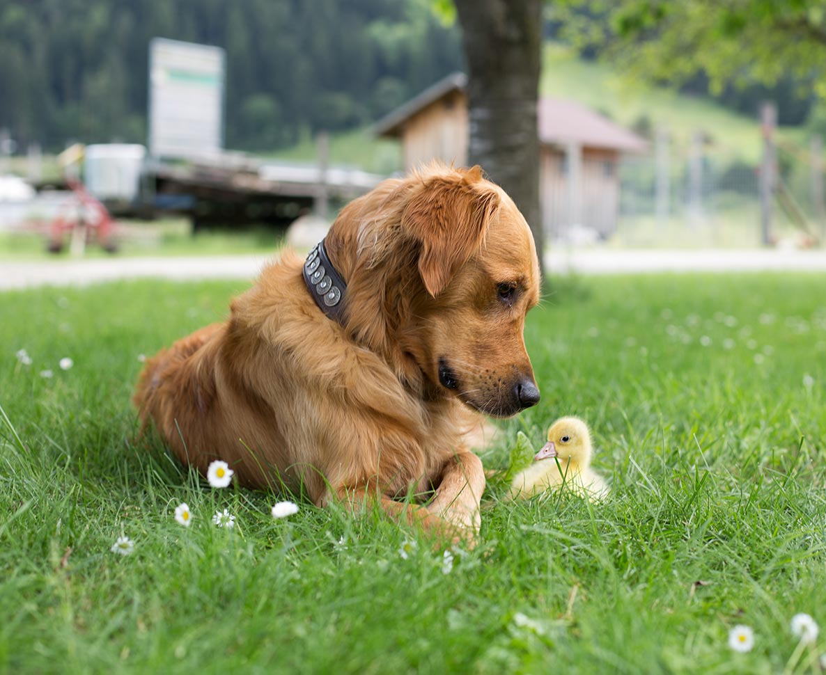  ガチョウの母親となった犬。つきっきりで守り、飛び方も教えた深い愛
