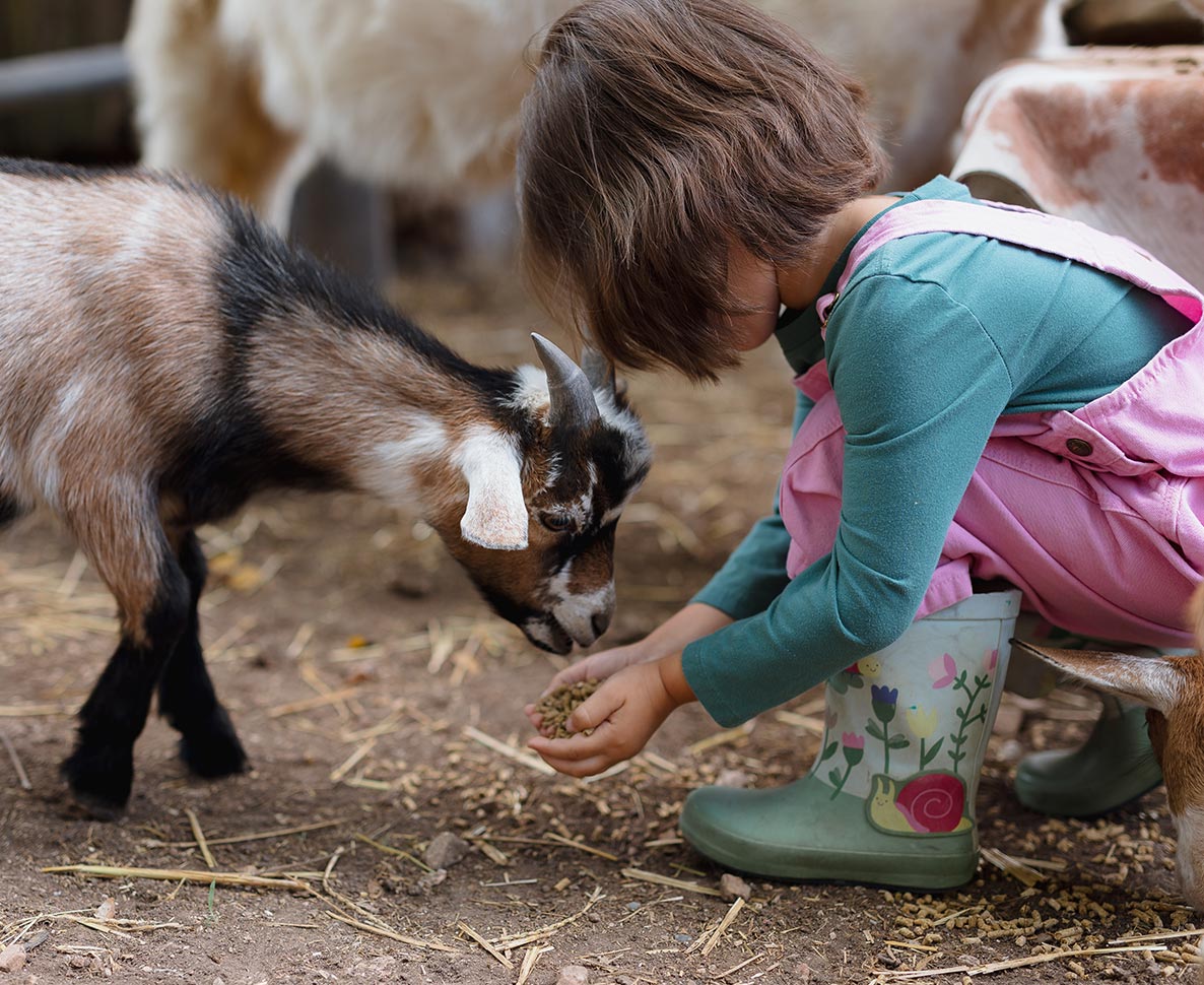 ふれあい動物園での悲劇。幼い少女が感染し命を落とす