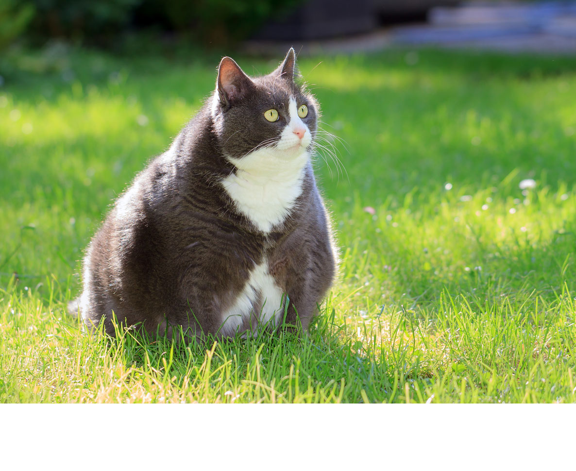 太っちょの保護猫パンプキン、SNSで大人気に